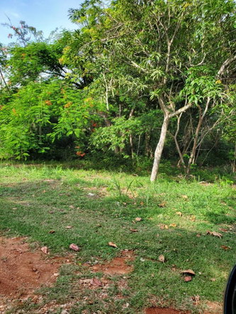 Thirteenth image of 49 Gibraltar Estate in Boscobel, St. Mary, Jamaica - property is For Sale