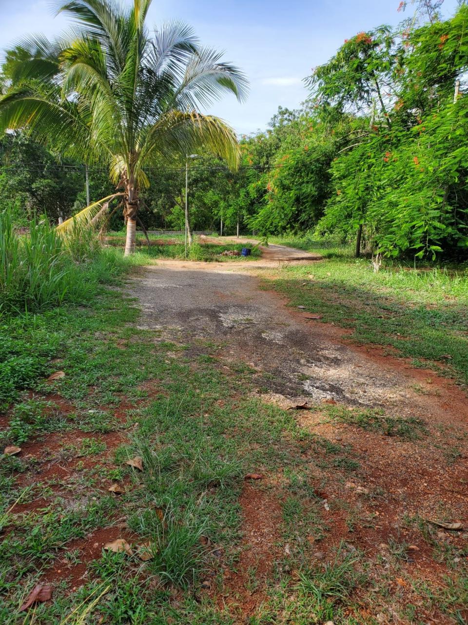 Fifteenth image of 49 Gibraltar Estate in Boscobel, St. Mary, Jamaica - property is For Sale