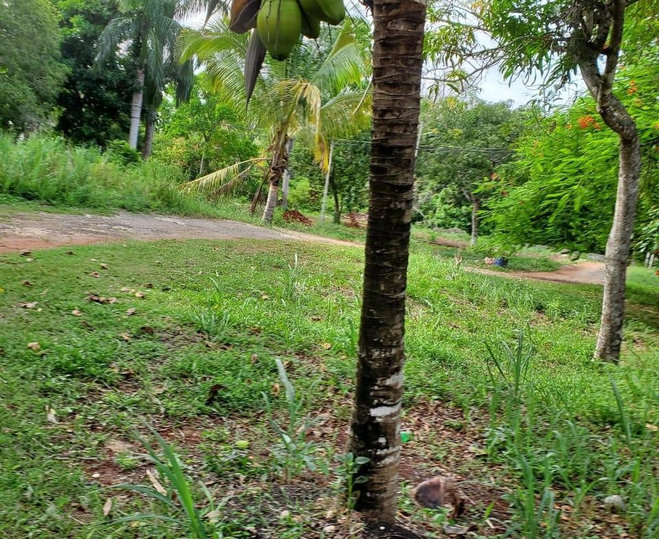 Sixteenth image of 49 Gibraltar Estate in Boscobel, St. Mary, Jamaica - property is For Sale