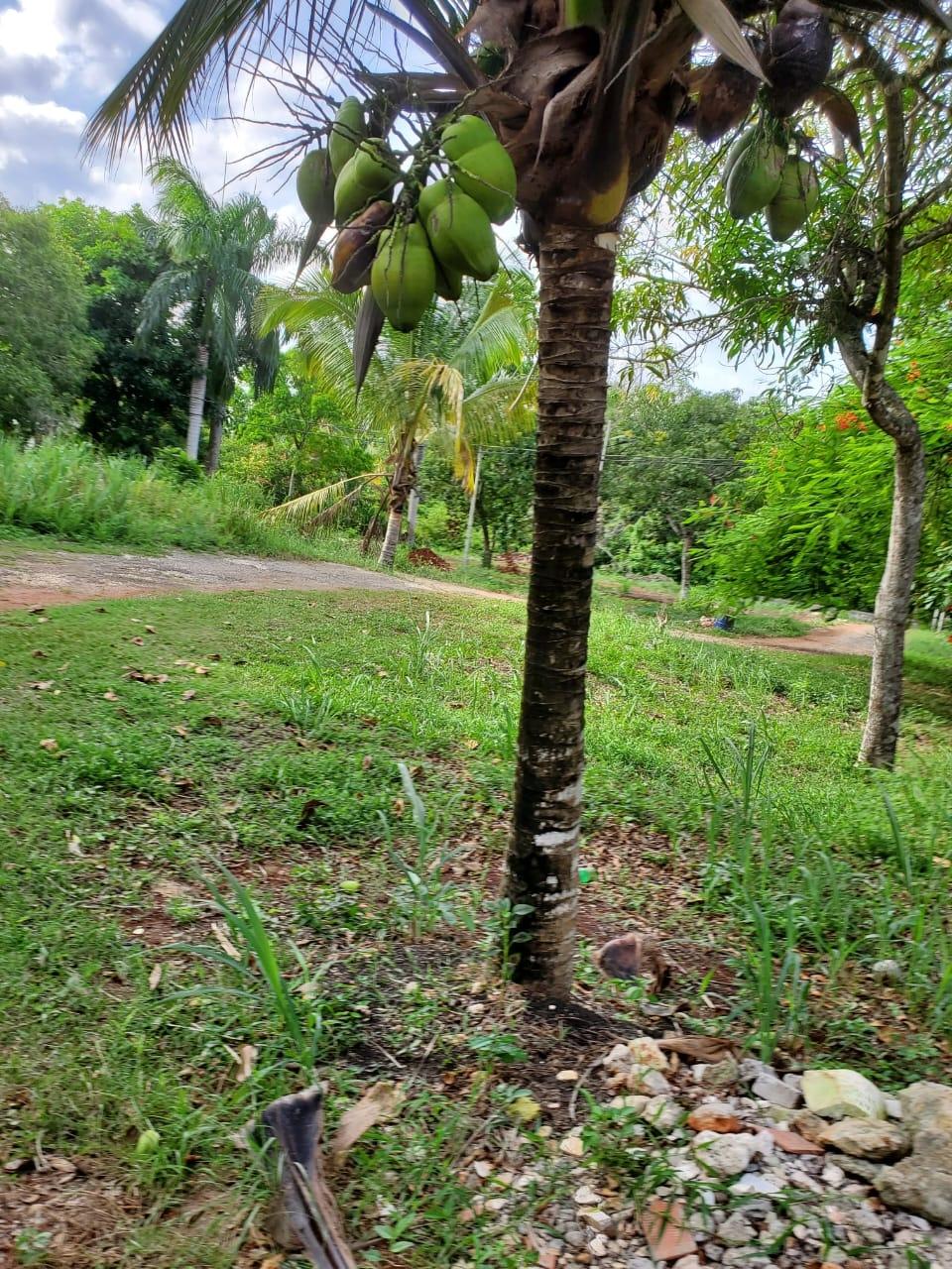 Sixteenth image of 49 Gibraltar Estate in Boscobel, St. Mary, Jamaica - property is For Sale