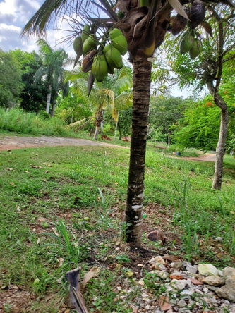 Sixteenth image of 49 Gibraltar Estate in Boscobel, St. Mary, Jamaica - property is For Sale