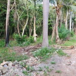 First image of 49 Gibraltar Estate in Boscobel, St. Mary, Jamaica - property is For Sale