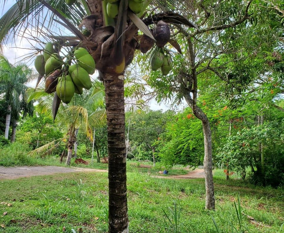 Third image of 49 Gibraltar Estate in Boscobel, St. Mary, Jamaica - property is For Sale