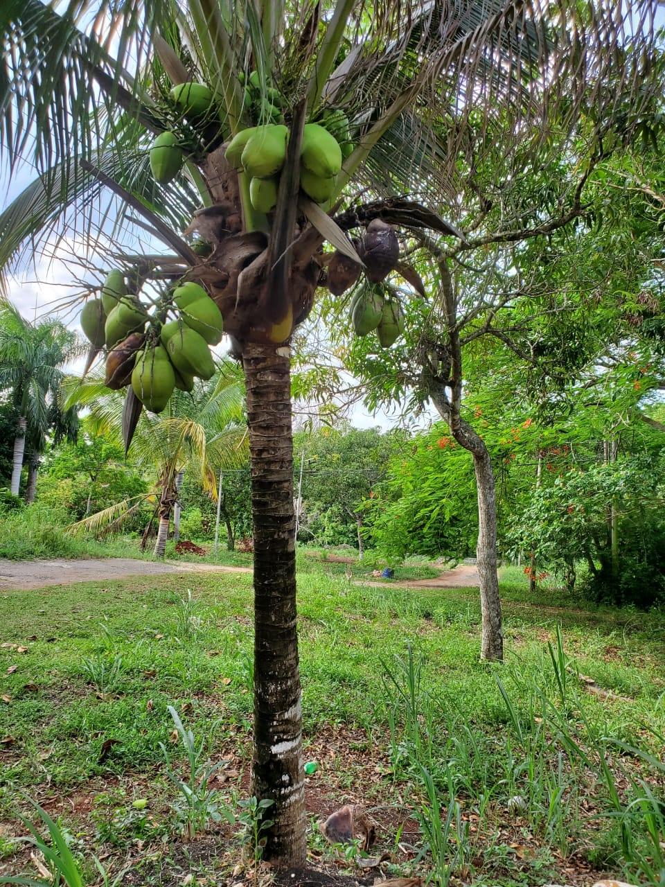 Third image of 49 Gibraltar Estate in Boscobel, St. Mary, Jamaica - property is For Sale