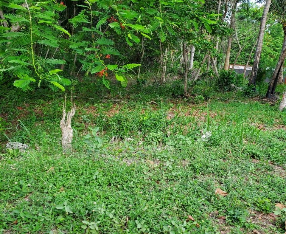 Sixth image of 49 Gibraltar Estate in Boscobel, St. Mary, Jamaica - property is For Sale