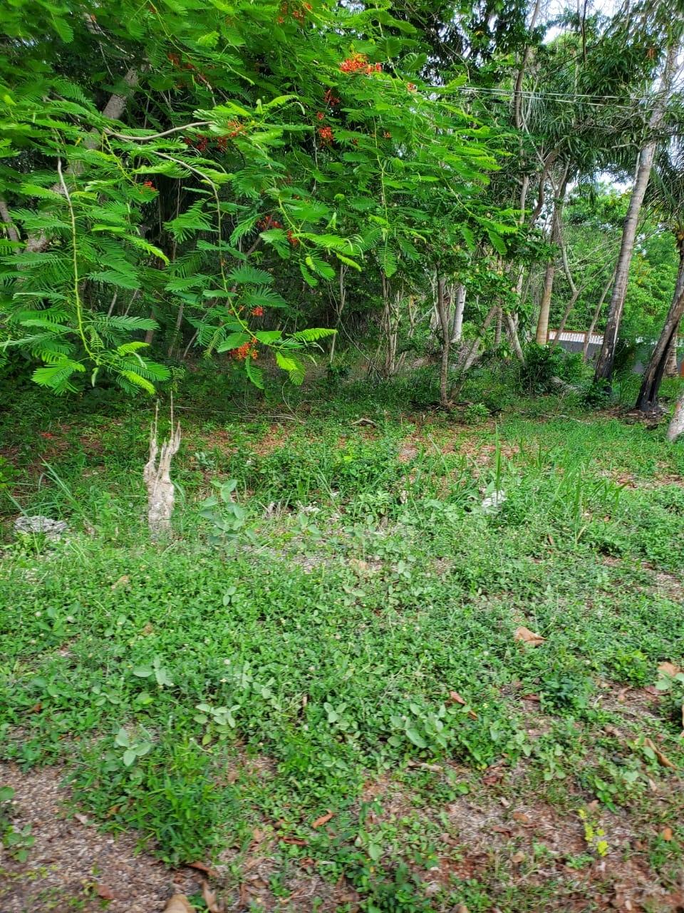 Sixth image of 49 Gibraltar Estate in Boscobel, St. Mary, Jamaica - property is For Sale
