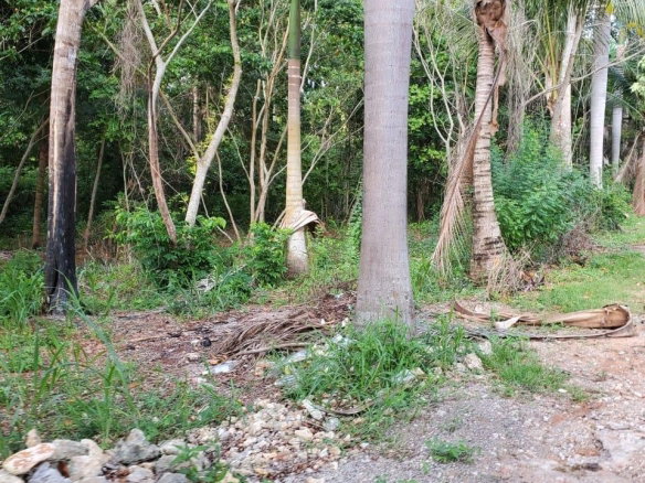 First image of 49 Gibraltar Estate in Boscobel, St. Mary, Jamaica - property is For Sale