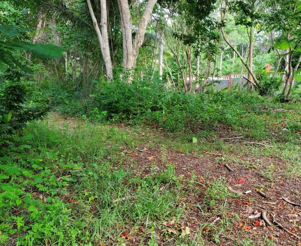 Seventh image of 49 Gibraltar Estate in Boscobel, St. Mary, Jamaica - property is For Sale