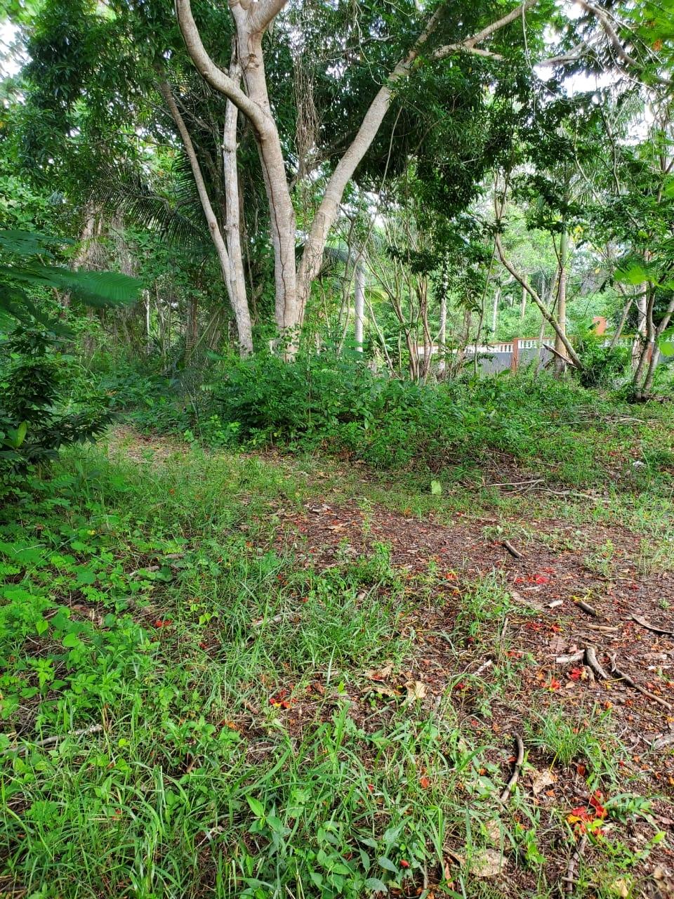 Seventh image of 49 Gibraltar Estate in Boscobel, St. Mary, Jamaica - property is For Sale