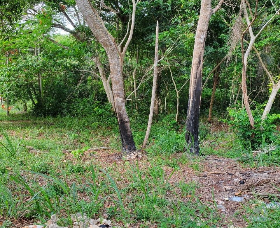 Eighth image of 49 Gibraltar Estate in Boscobel, St. Mary, Jamaica - property is For Sale