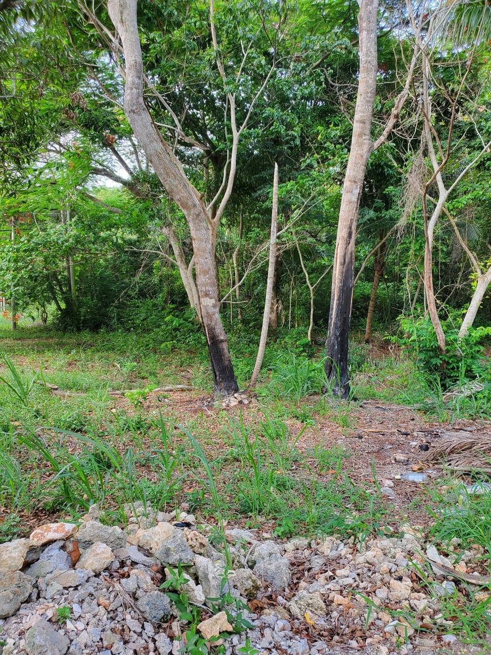 Eighth image of 49 Gibraltar Estate in Boscobel, St. Mary, Jamaica - property is For Sale
