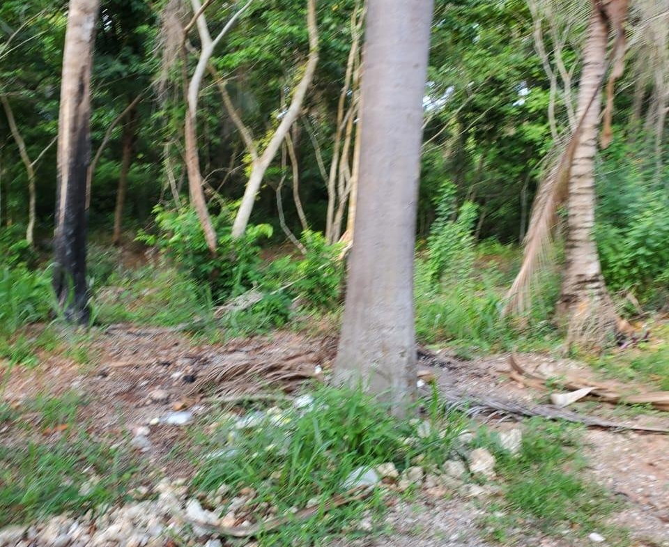 Ninth image of 49 Gibraltar Estate in Boscobel, St. Mary, Jamaica - property is For Sale