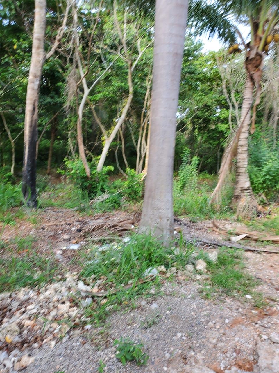 Ninth image of 49 Gibraltar Estate in Boscobel, St. Mary, Jamaica - property is For Sale