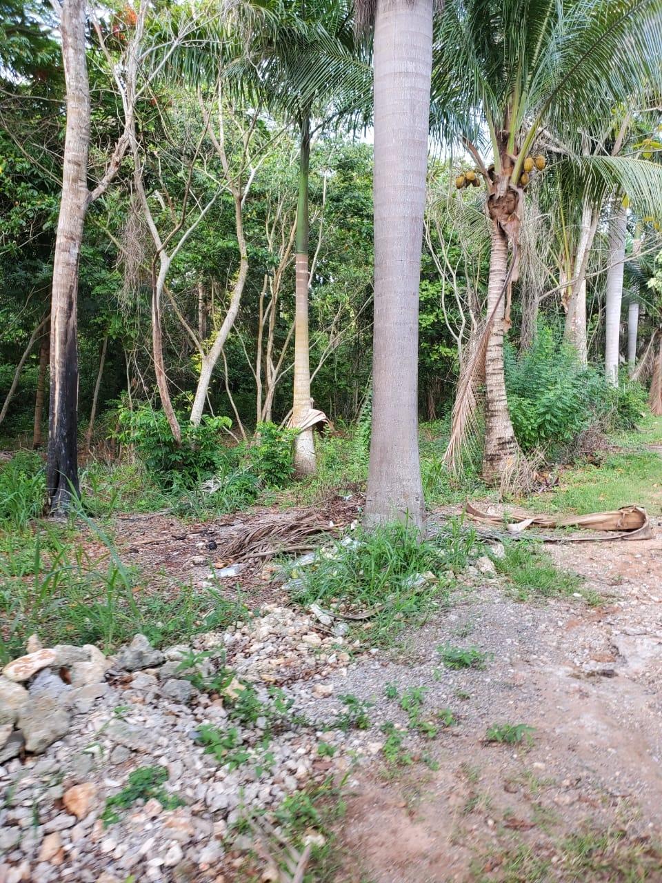First image of 49 Gibraltar Estate in Boscobel, St. Mary, Jamaica - property is For Sale