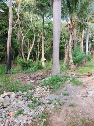 First image of 49 Gibraltar Estate in Boscobel, St. Mary, Jamaica - property is For Sale
