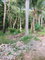 First image of 49 Gibraltar Estate in Boscobel, St. Mary, Jamaica - property is For Sale