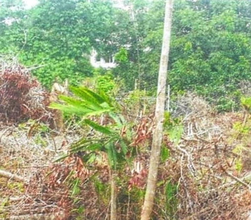 Fourth image of 183 Chamaeleon Close in Kingston 8, St. Andrew, Jamaica - property is For Sale