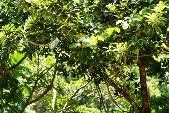 Twentieth image of 21 Mount Royal Close,stony h in STONY HILL, St. Andrew, Jamaica - property is For Sale