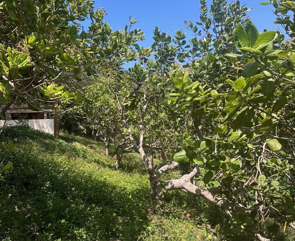Thirteenth image of Lot 47- Rothsey Cove, Green Islan in Green Island, Hanover, Jamaica - property is For Sale