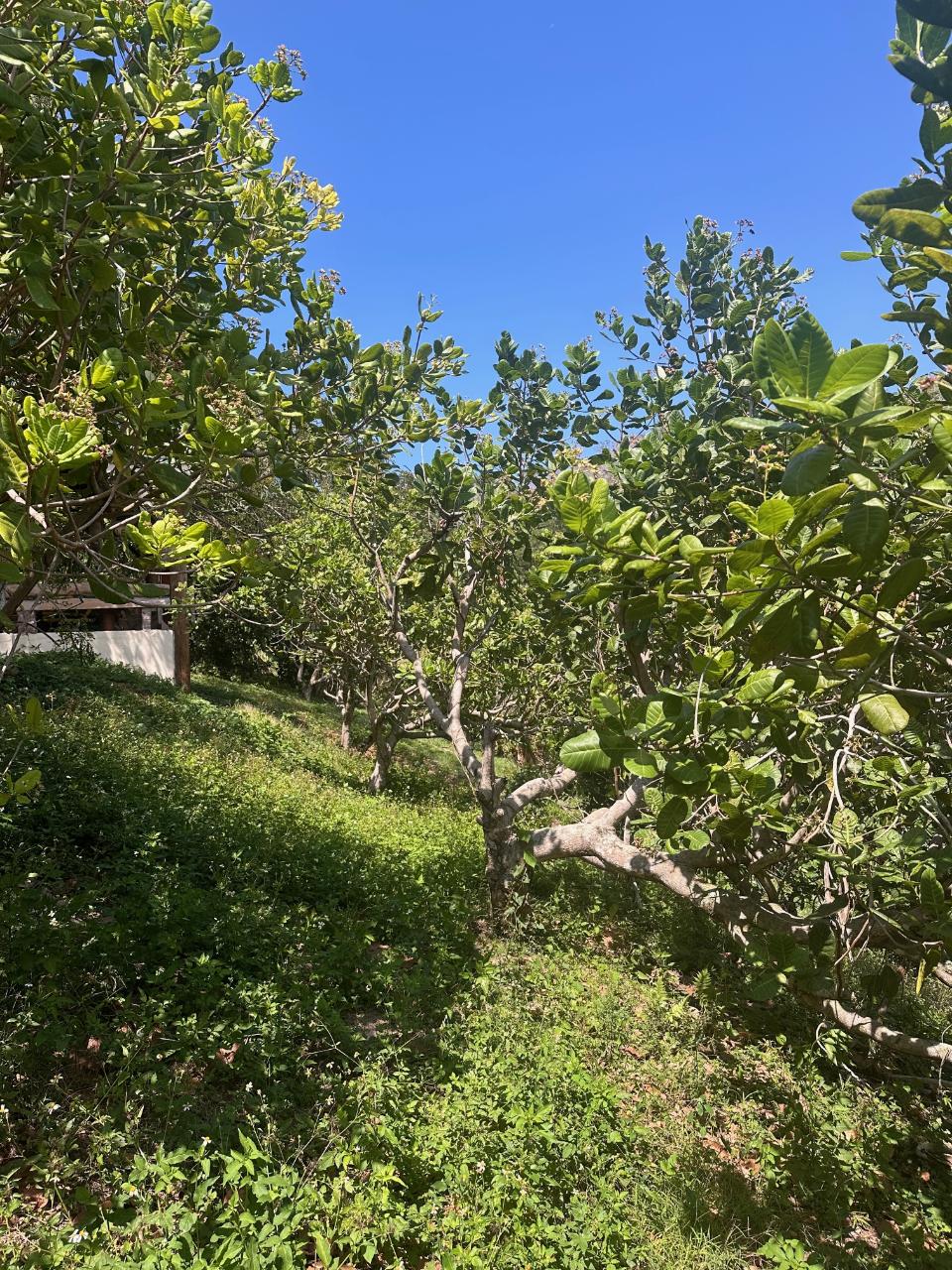 Thirteenth image of Lot 47- Rothsey Cove, Green Islan in Green Island, Hanover, Jamaica - property is For Sale