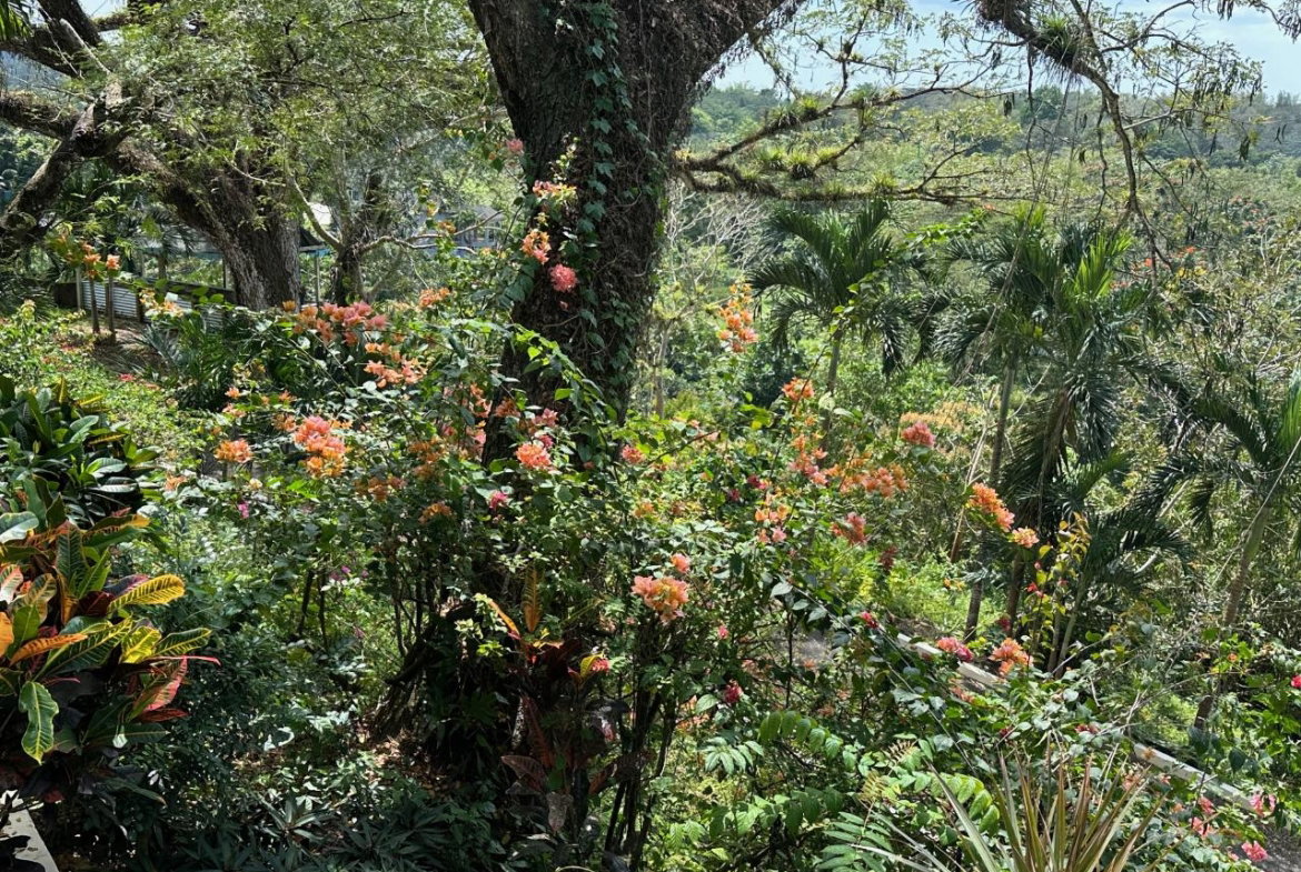 Ninth image of Lot 47- Rothsey Cove, Green Islan in Green Island, Hanover, Jamaica - property is For Sale