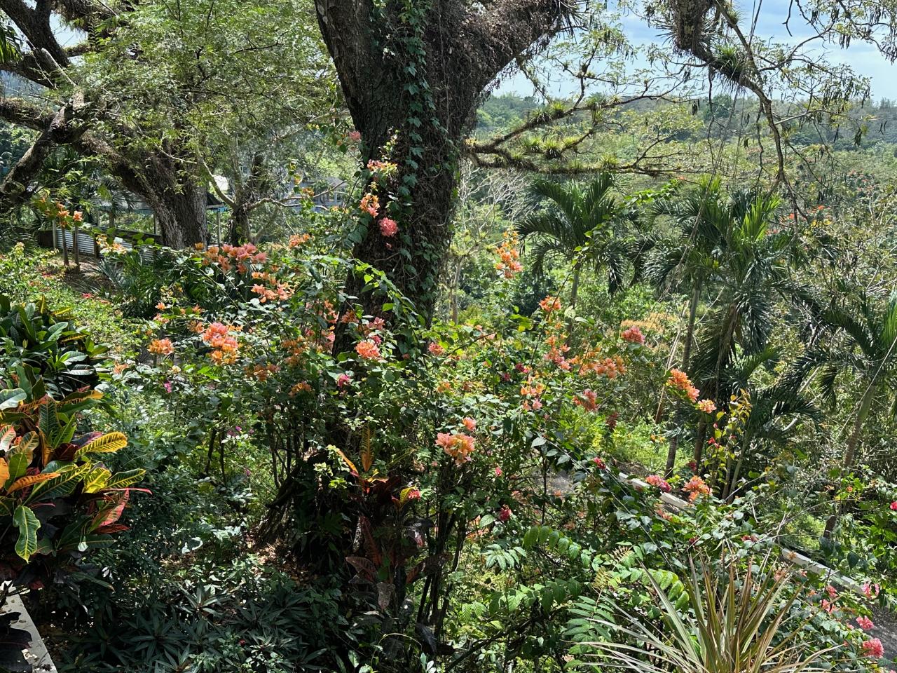 Ninth image of Lot 47- Rothsey Cove, Green Islan in Green Island, Hanover, Jamaica - property is For Sale