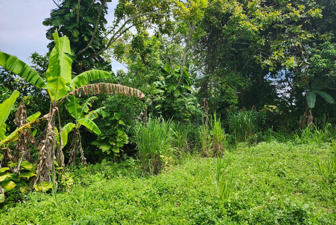 First image of Albert Twn Albert Town P.o. Trelawny in Albert Town, Trelawny, Jamaica - property is For Sale