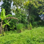 First image of Albert Twn Albert Town P.o. Trelawny in Albert Town, Trelawny, Jamaica - property is For Sale