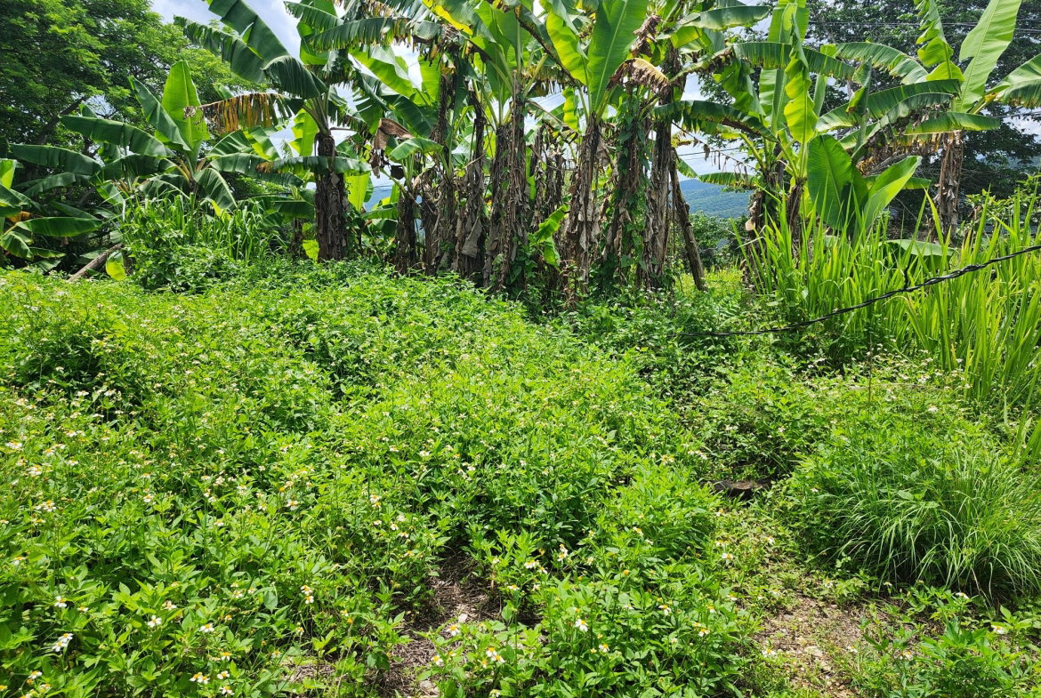 Fifth image of Albert Twn Albert Town P.o. Trelawny in Albert Town, Trelawny, Jamaica - property is For Sale