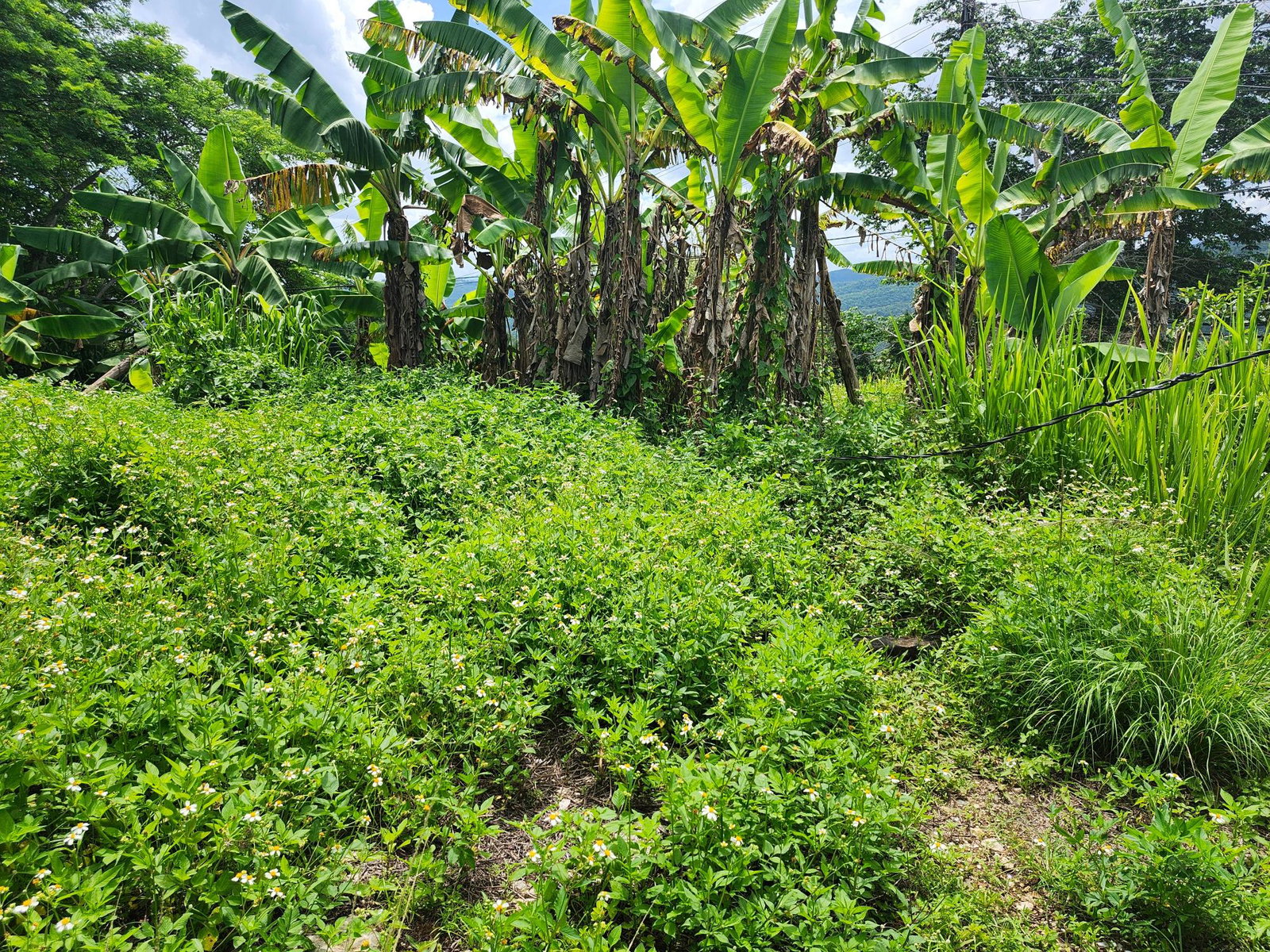 Stunning-Residential-Lot-for-Sale-in-Albert-Town-Trelawny Fifth image of Albert Twn Albert Town P.o. Trelawny in Albert Town, Trelawny, Jamaica - property is For Sale