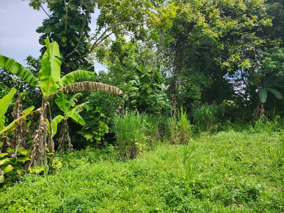 First image of Albert Twn Albert Town P.o. Trelawny in Albert Town, Trelawny, Jamaica - property is For Sale