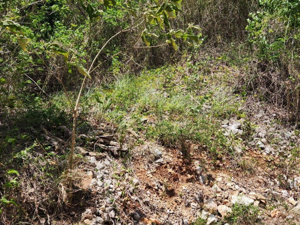 First image of Michael Terrace Terrace in Kingston 19, St. Andrew, Jamaica - property is For Sale