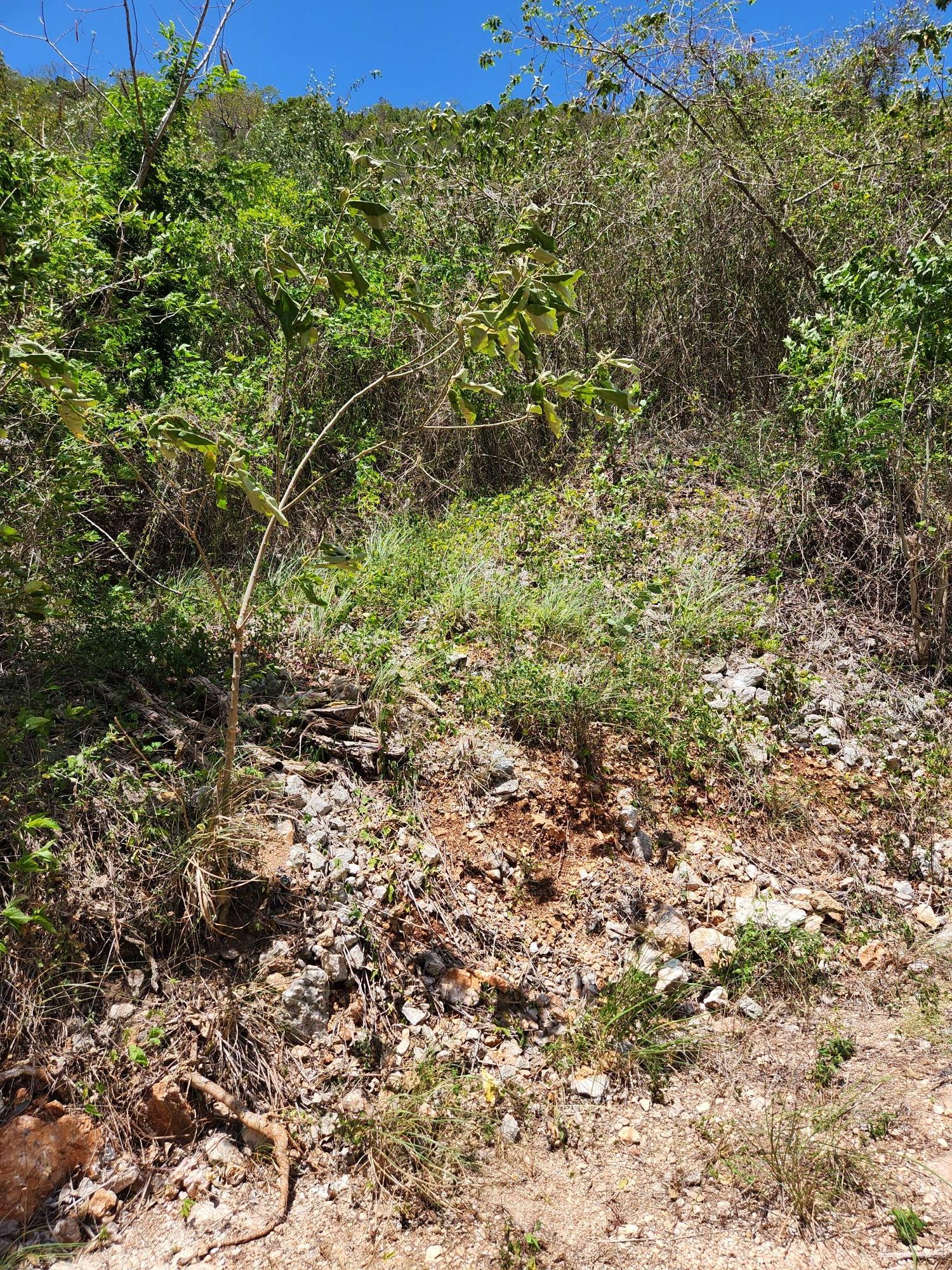 First image of Michael Terrace Terrace in Kingston 19, St. Andrew, Jamaica - property is For Sale