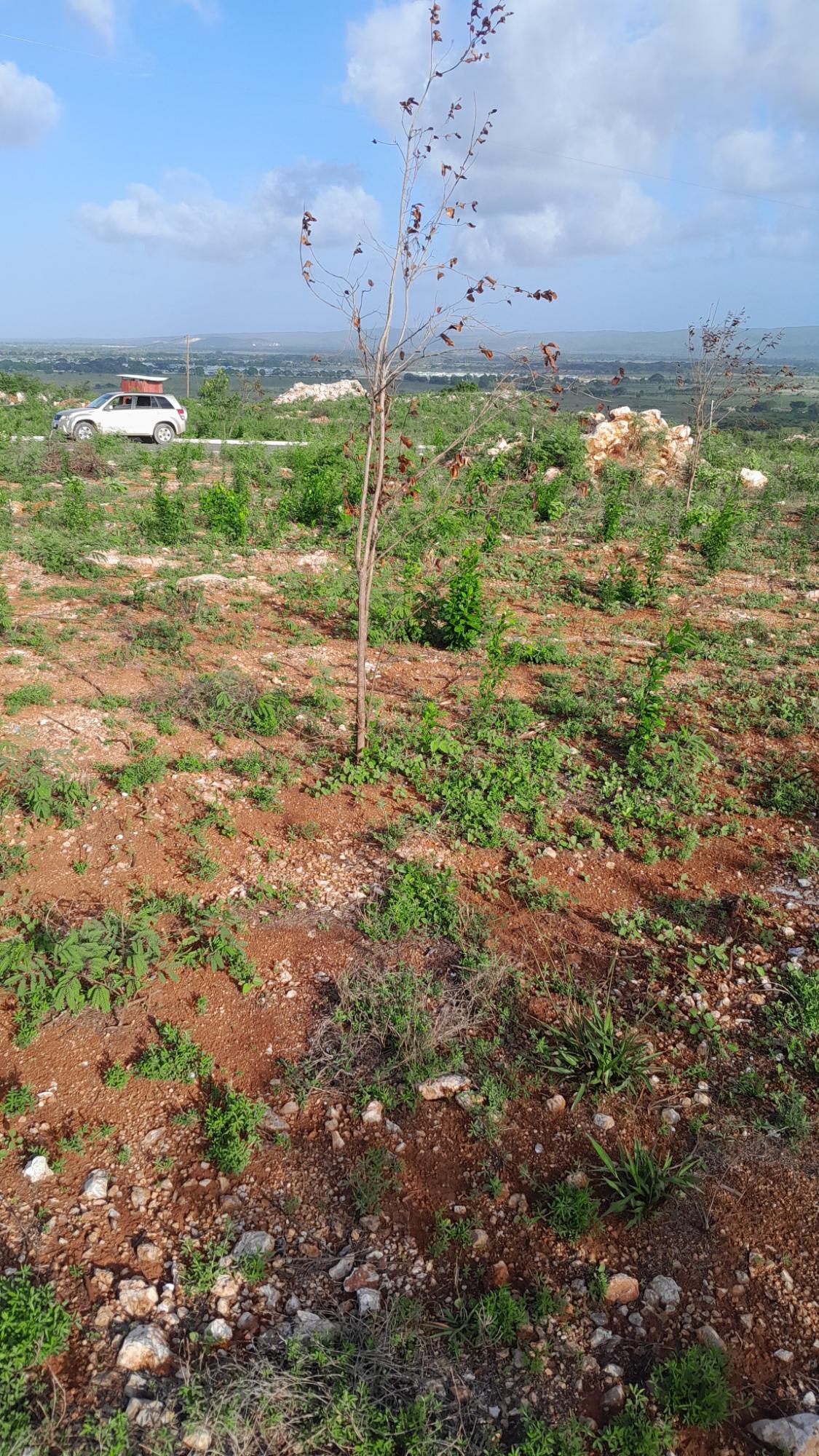 Ninth image of Lot 4 Bellevue Heights in Bellevue Heights, St. Catherine, Jamaica - property is For Sale
