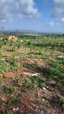 Tenth image of Lot 4 Bellevue Heights in Bellevue Heights, St. Catherine, Jamaica - property is For Sale