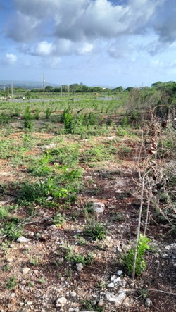 Eleventh image of Lot 4 Bellevue Heights in Bellevue Heights, St. Catherine, Jamaica - property is For Sale