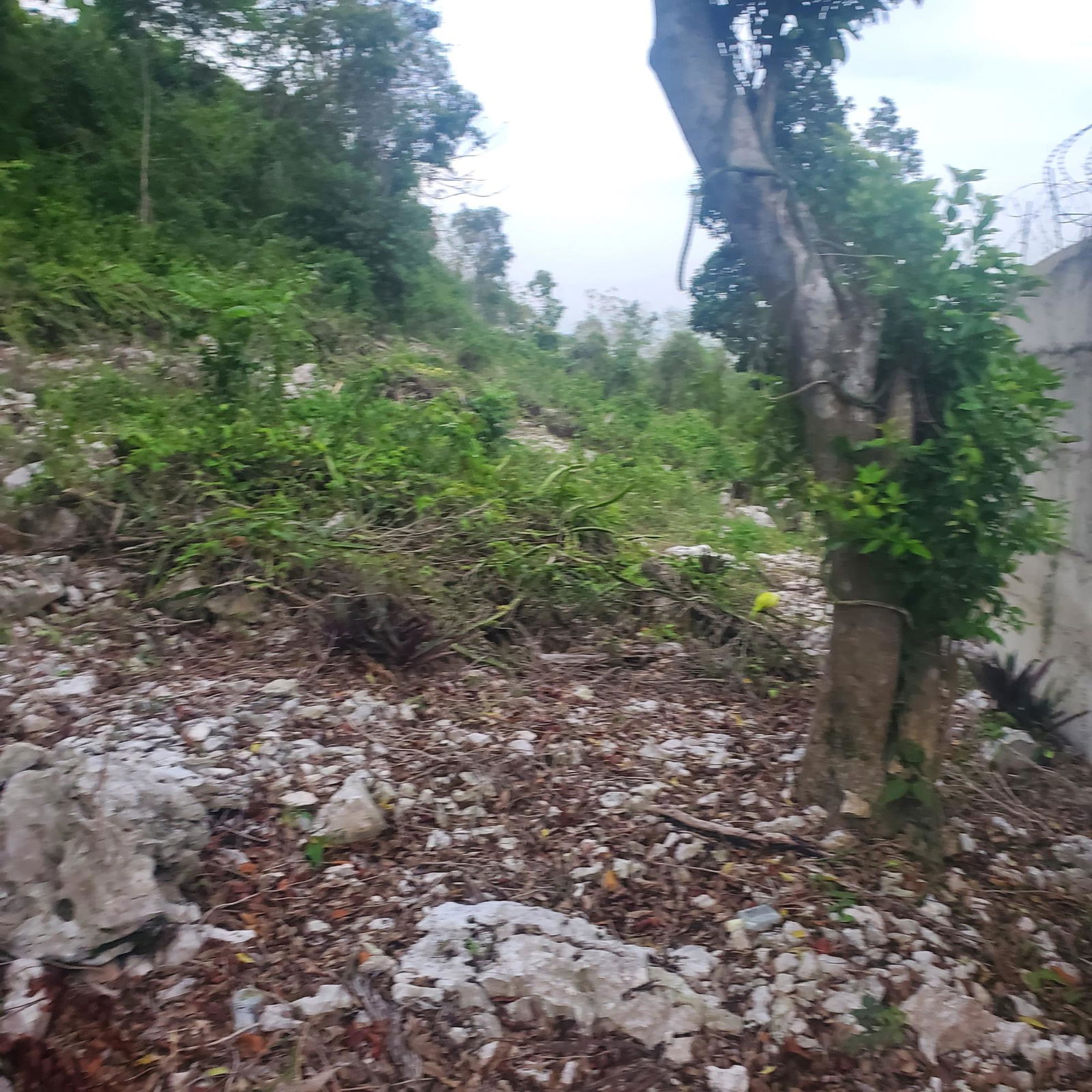 Third image of 58 Belvedere in Belvedere, St. Andrew, Jamaica - property is For Sale