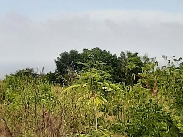 Eleventh image of 6 Jack's Lodge in Discovery Bay, St. Ann, Jamaica - property is For Sale