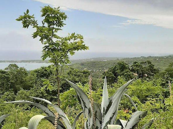 Sixteenth image of 6 Jack's Lodge in Discovery Bay, St. Ann, Jamaica - property is For Sale