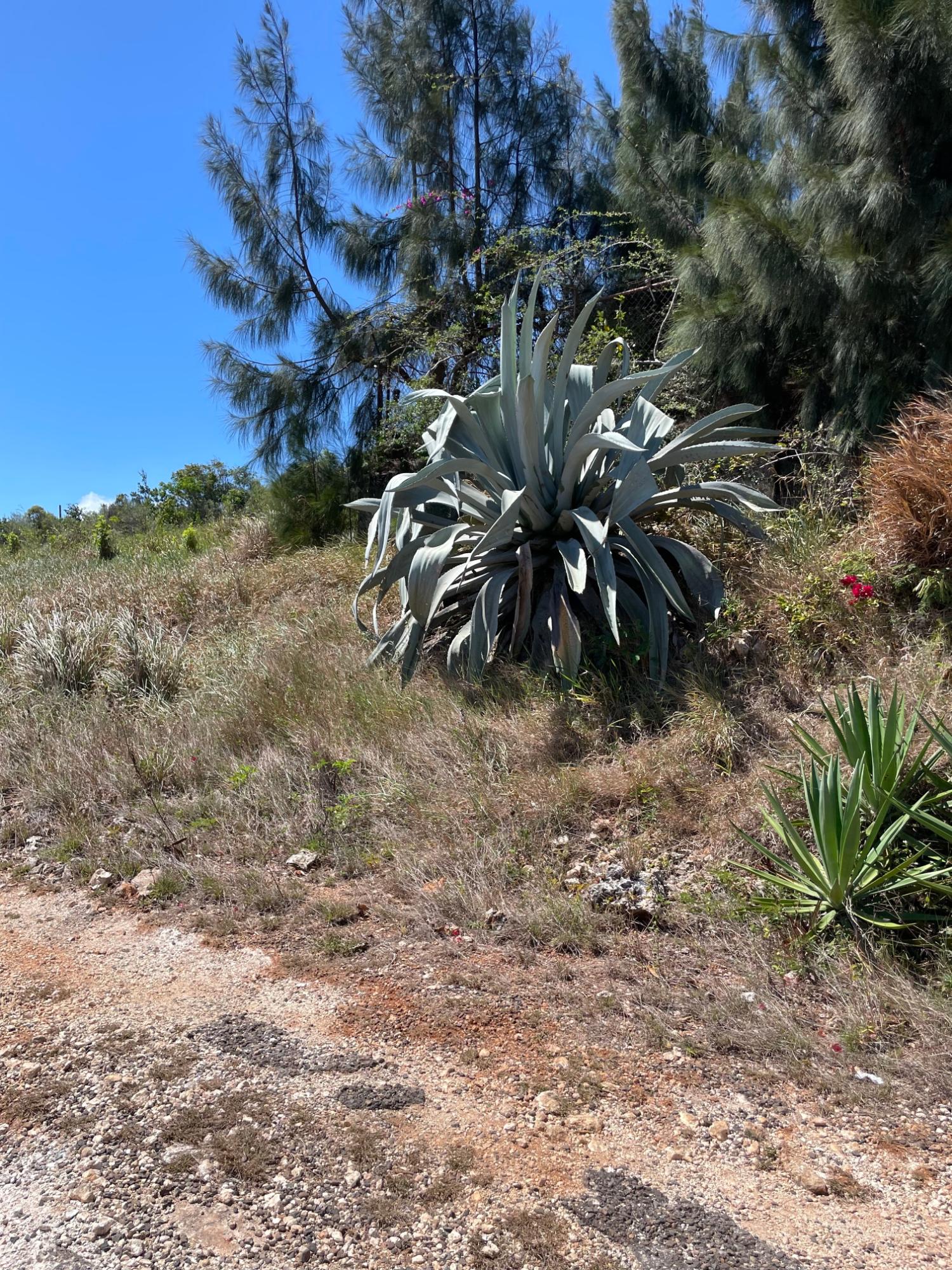 Seventh image of Ivan Brown Blvd., Malvern in Malvern, St. Elizabeth, Jamaica - property is For Sale
