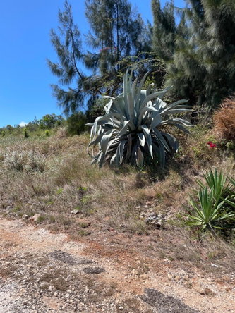 Seventh image of Ivan Brown Blvd., Malvern in Malvern, St. Elizabeth, Jamaica - property is For Sale