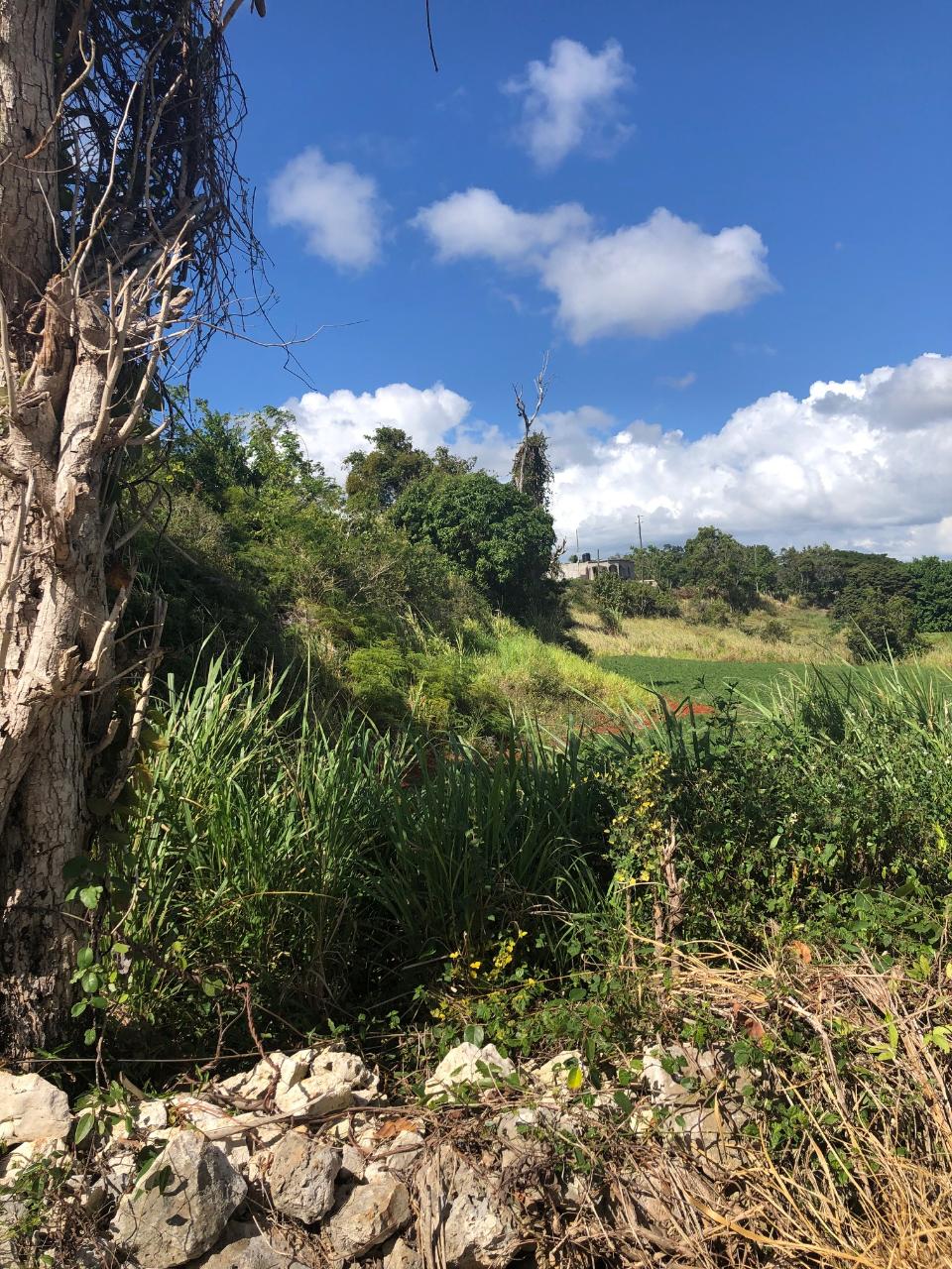 Second image of Lot 34 Part of Braemar Malvern, in Malvern, St. Elizabeth, Jamaica - property is For Sale