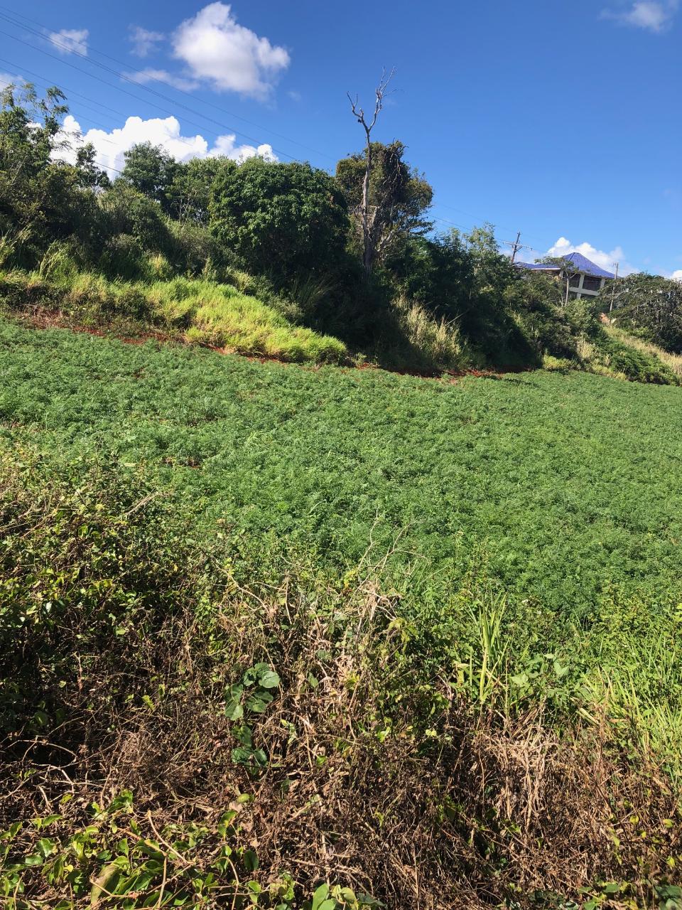 Fourth image of Lot 34 Part of Braemar Malvern, in Malvern, St. Elizabeth, Jamaica - property is For Sale