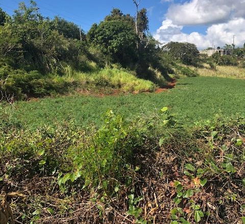 First image of Lot 34 Part of Braemar Malvern, in Malvern, St. Elizabeth, Jamaica - property is For Sale