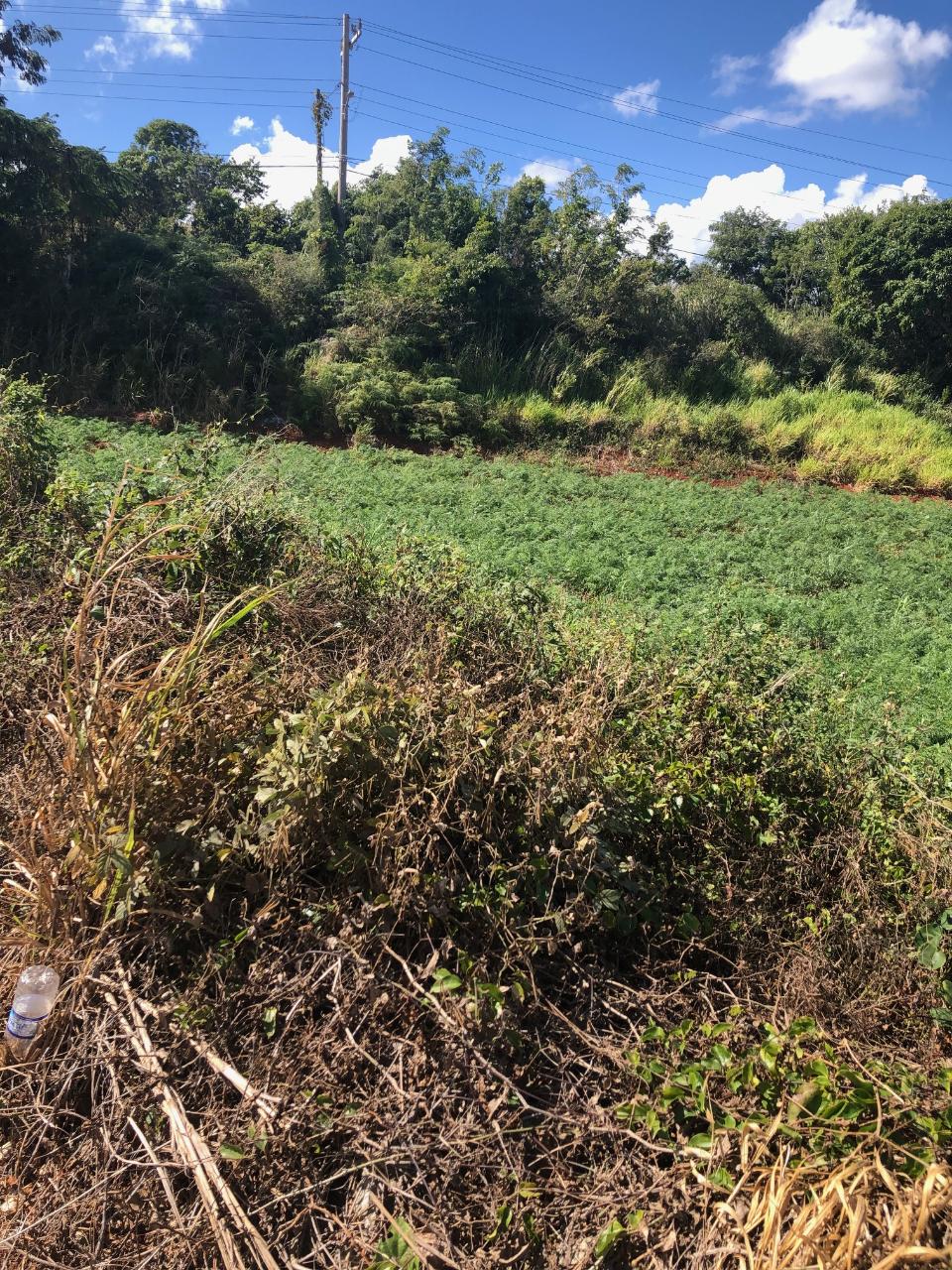 Seventh image of Lot 34 Part of Braemar Malvern, in Malvern, St. Elizabeth, Jamaica - property is For Sale