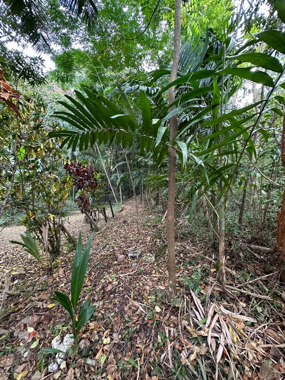 Second image of 15 Spring Garden in Reading, St. James, Jamaica - property is For Sale