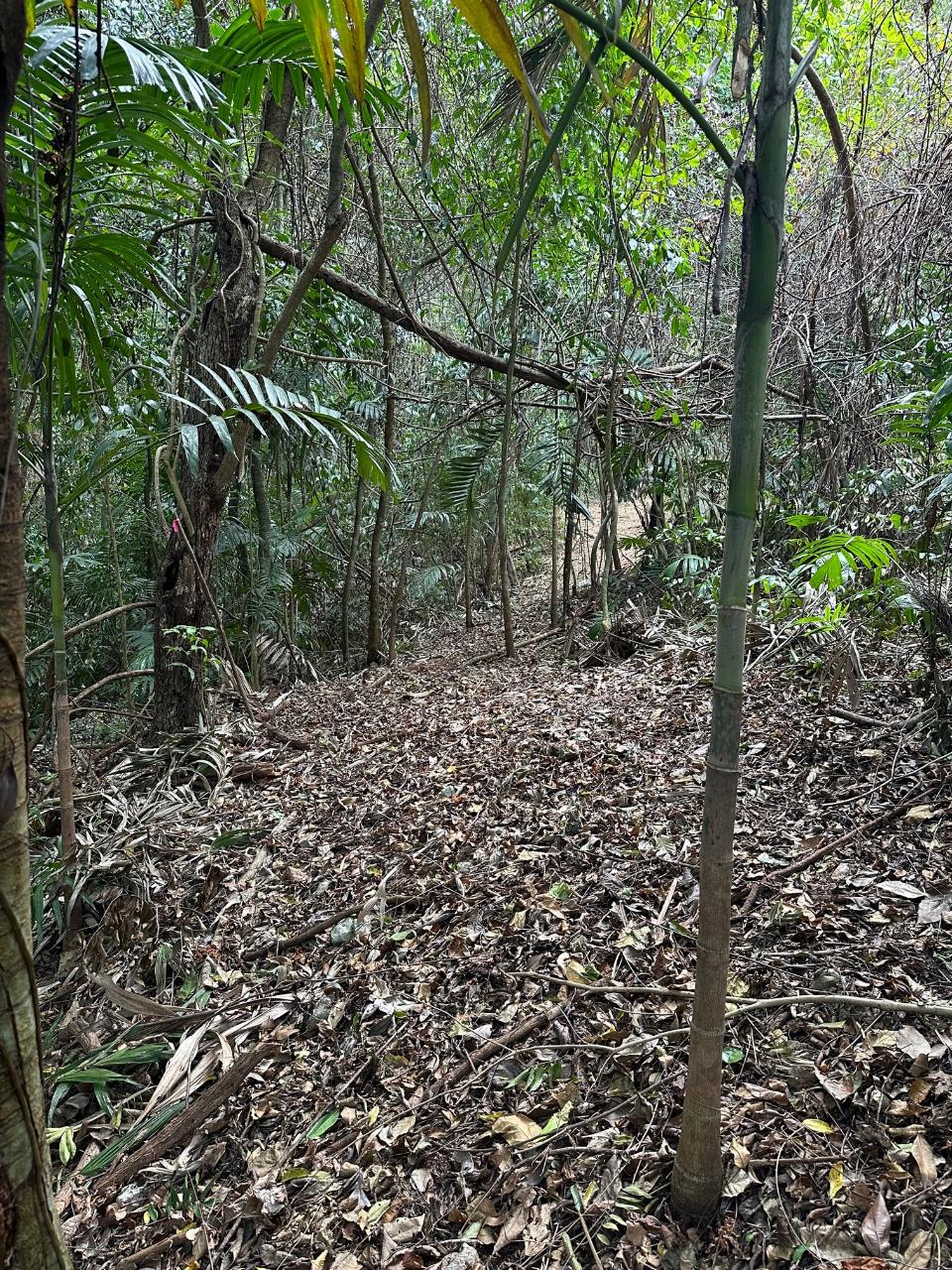 Third image of 15 Spring Garden in Reading, St. James, Jamaica - property is For Sale