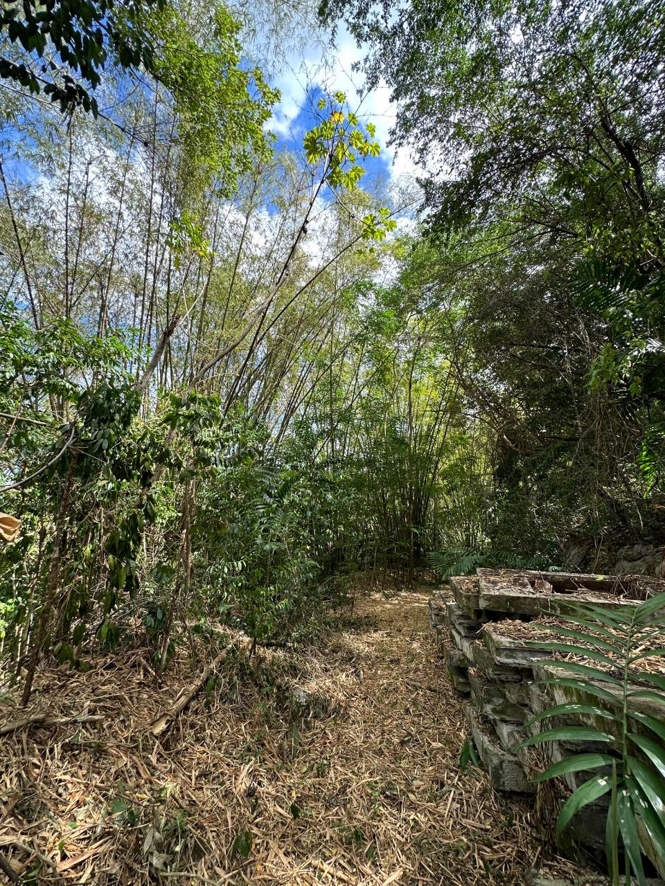 Sixth image of 15 Spring Garden in Reading, St. James, Jamaica - property is For Sale