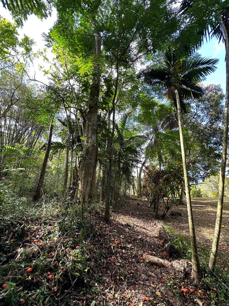 Eighth image of 15 Spring Garden in Reading, St. James, Jamaica - property is For Sale