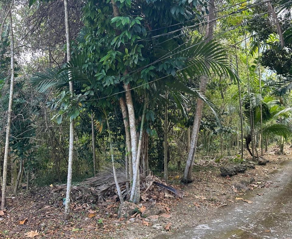 Tenth image of 15 Spring Garden in Reading, St. James, Jamaica - property is For Sale
